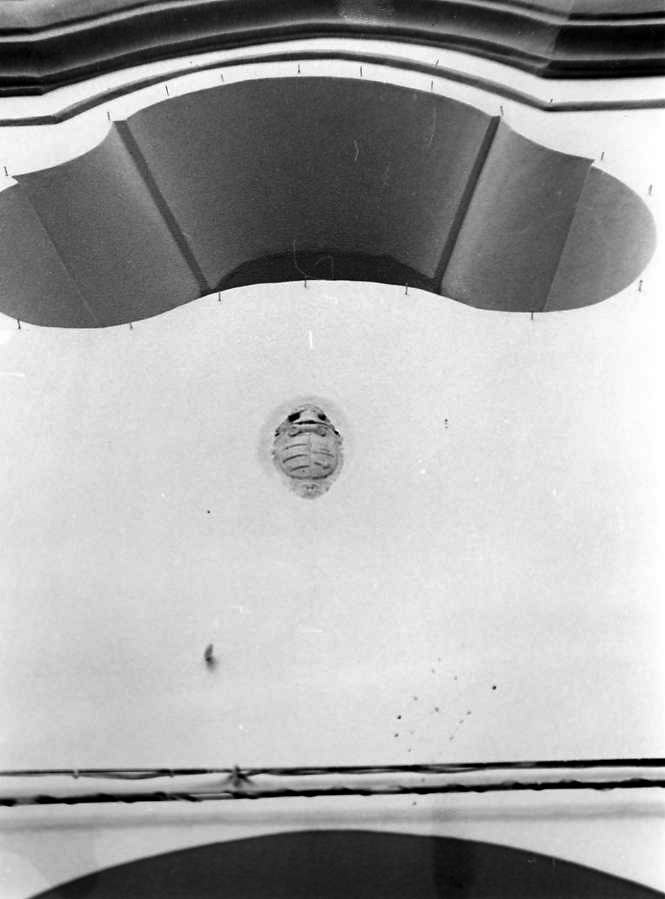 stemma (rilievo) - bottega campana (sec. XVIII)