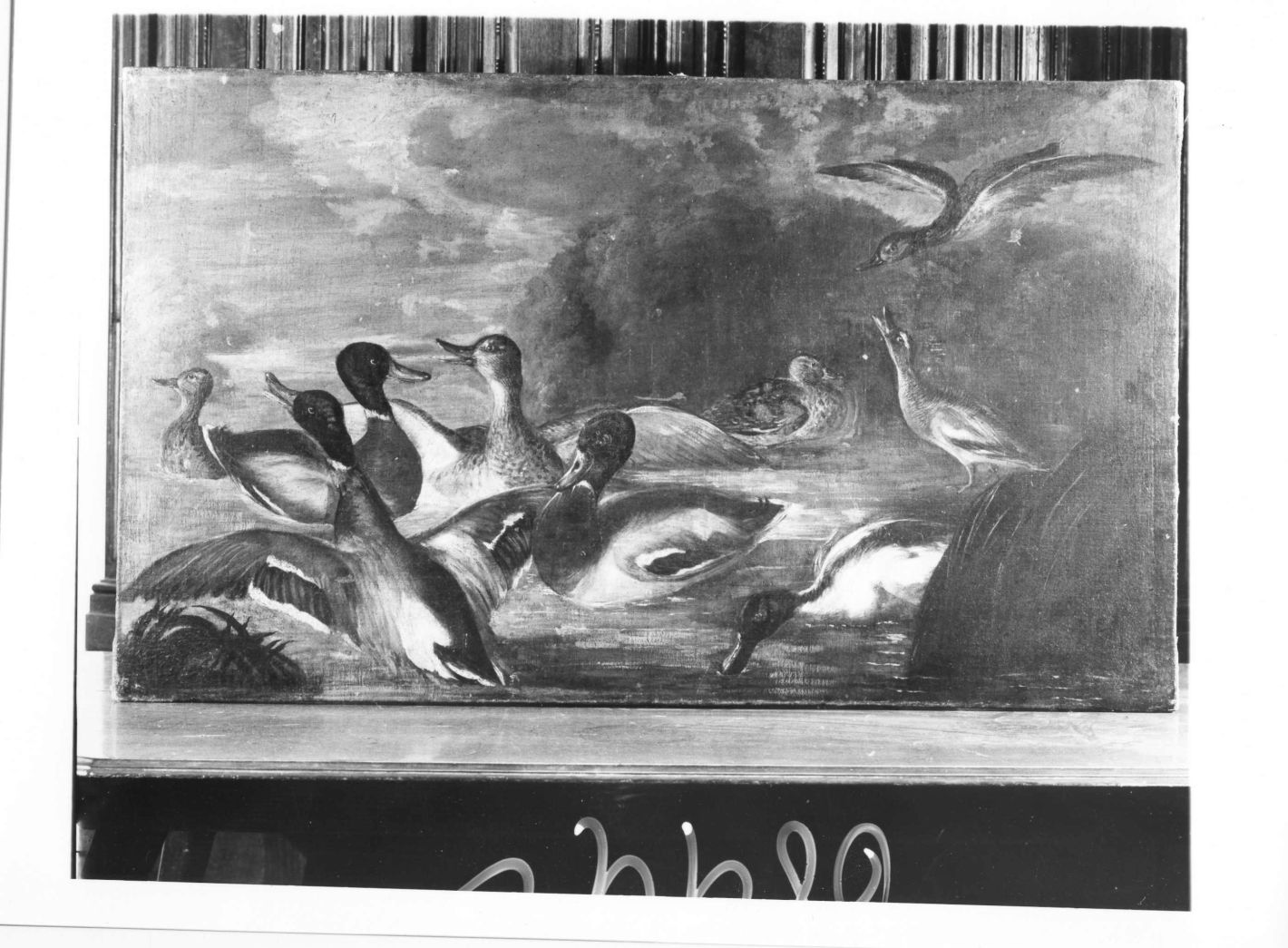 animali (dipinto) di De Caro Baldassarre (attribuito) (sec. XVIII)