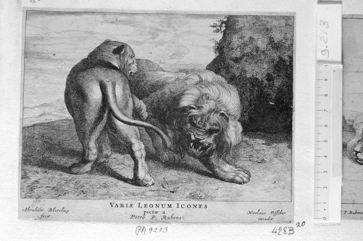 Leoni (stampa) di Rubens Pieter Paul, Bloteling Abraham (sec. XVII)