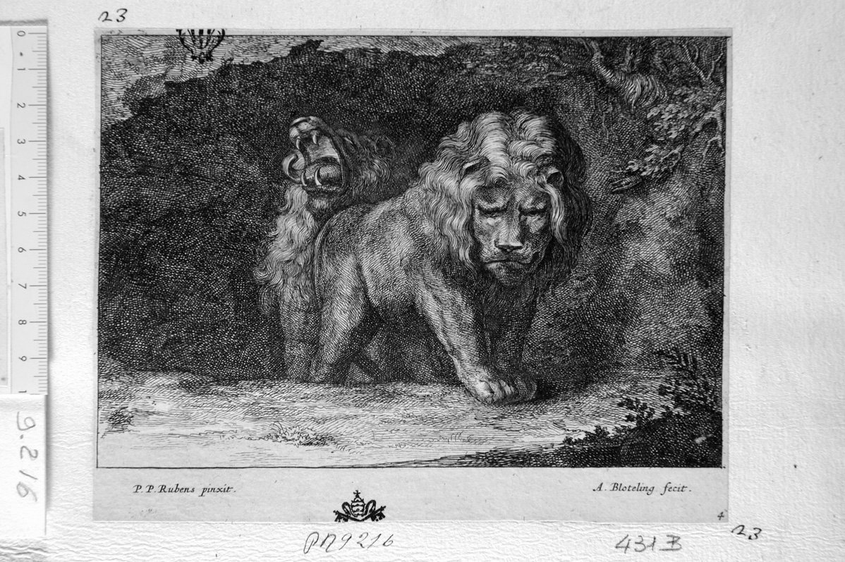 leoni (stampa) di Rubens Pieter Paul, Bloteling Abraham (sec. XVII)
