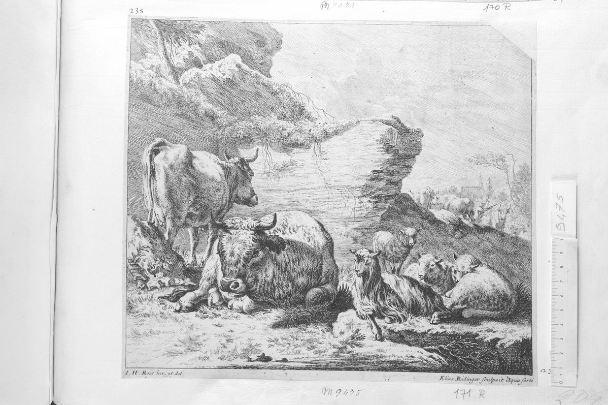 Due bovi, una capra e pecore vicino a roccia (stampa) di Ridinger Johann Elias (sec. XVII)
