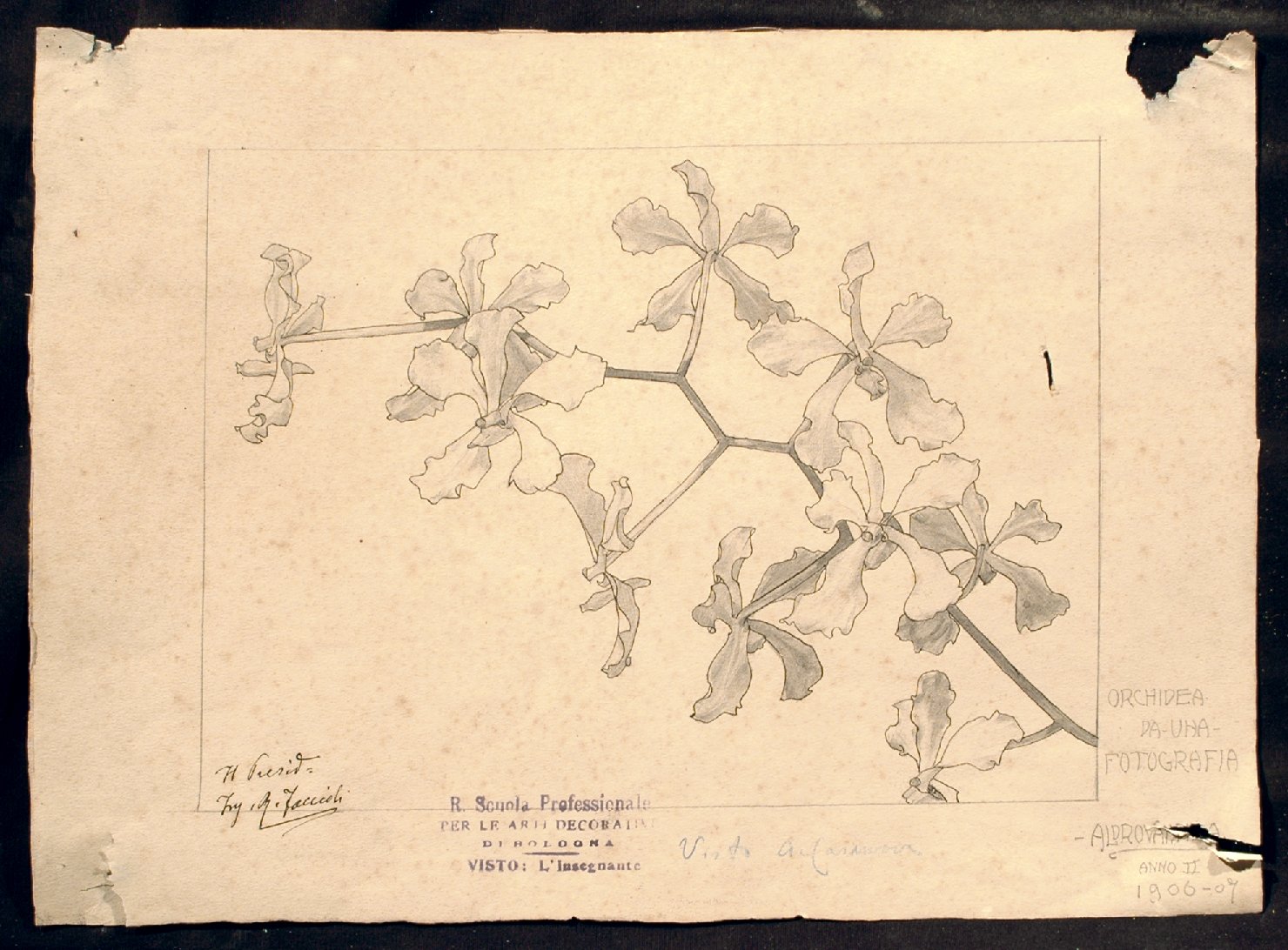 fiori (disegno) di Aldrovandi A (sec. XX)
