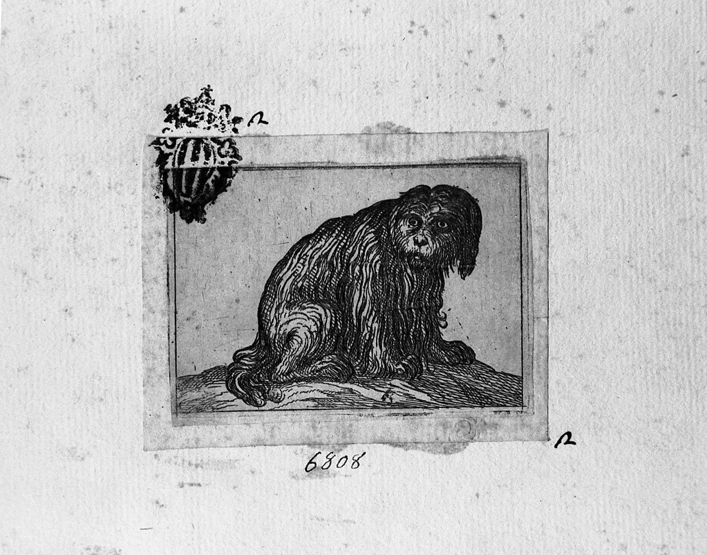 Cane accucciato, cane (stampa smarginata) di Tempesta Antonio (secc. XVI/ XVII)
