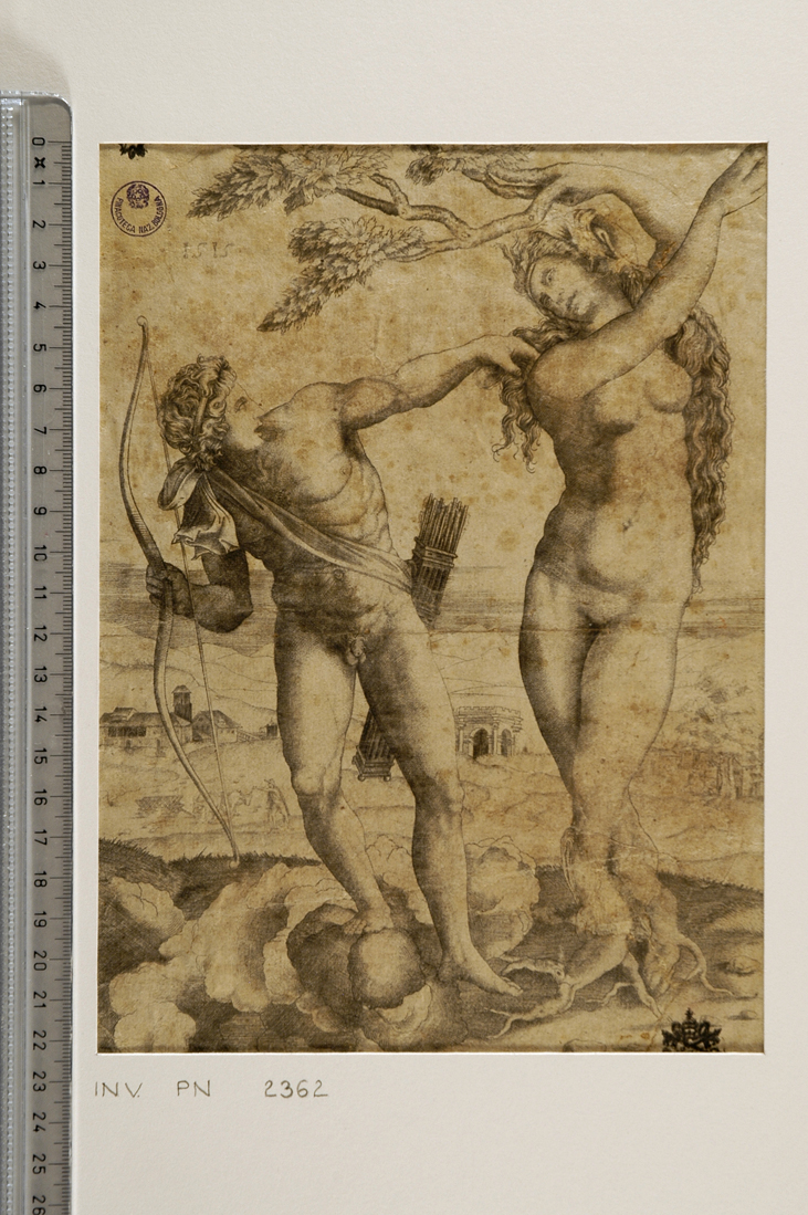 Apollo e Dafne (stampa smarginata) di Baccio Bandinelli (?), Musi Agostino de (sec. XVI)