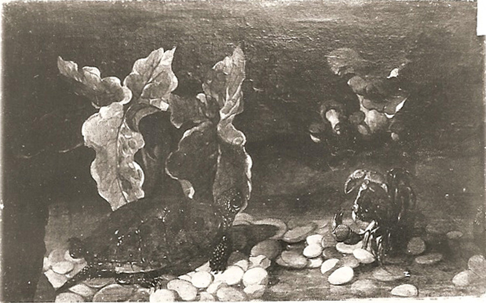 natura morta con tartaruga e funghi (dipinto, serie) - scuola fiamminga (seconda metà sec. XVII)