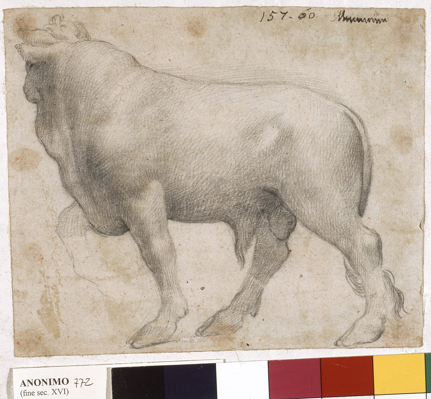 Studio per un toro, toro (disegno) - ambito tosco-emiliano (ultimo quarto sec. XVI)
