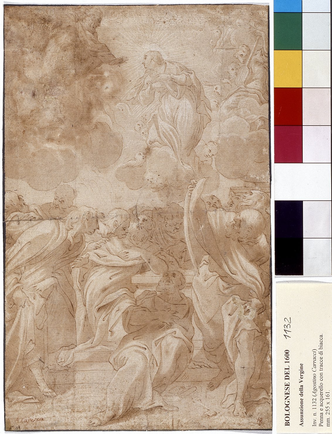 Assunzione della Madonna, assunzione della Madonna (disegno) di Carracci Agostino (scuola) (ultimo quarto sec. XVI)
