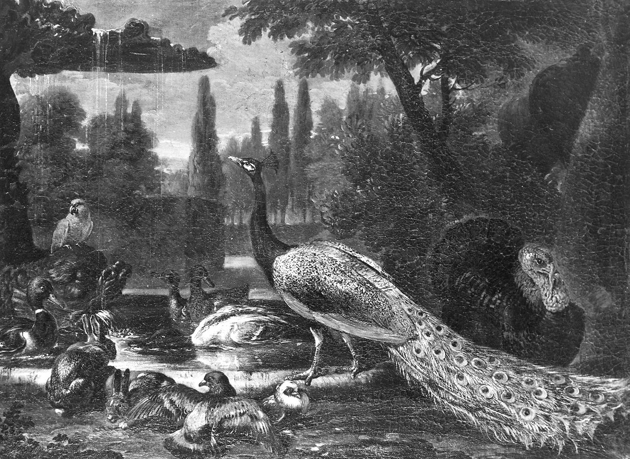 pavone, tacchino, anitre (dipinto, elemento d'insieme) di Coninck David de (attribuito) (sec. XVII)