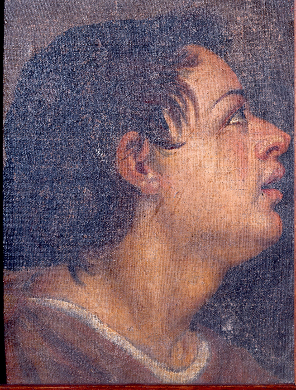 Testa di giovane (dipinto) - ambito emiliano (fine/inizio secc. XVI/ XVIII)