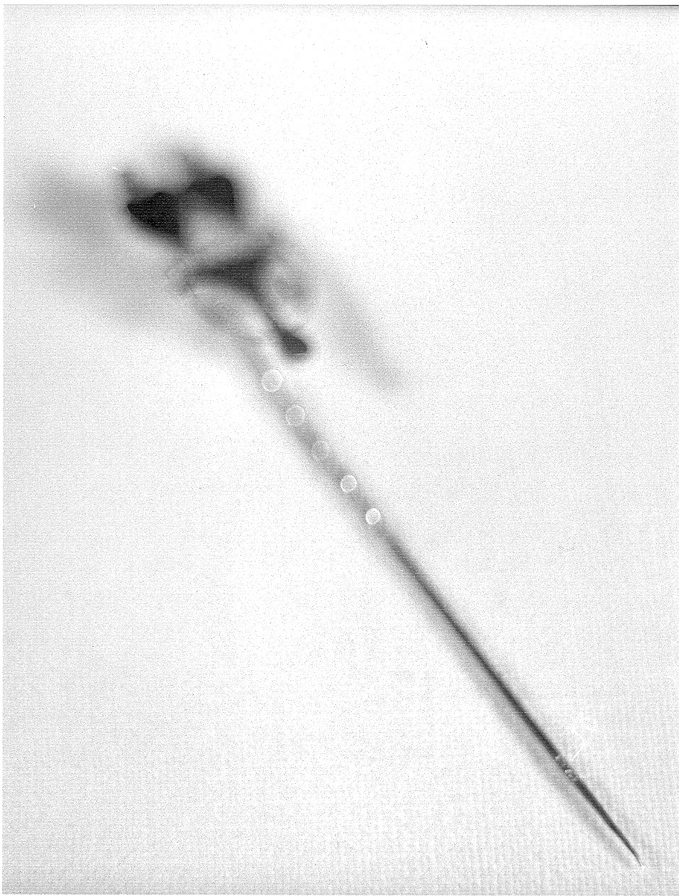 fermaglio - produzione parmense (primo quarto sec. XX)