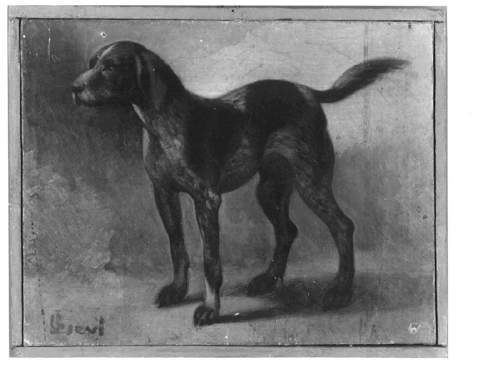 Studio di cane, cane (dipinto, opera isolata) di Levi Gioacchino (sec. XIX)