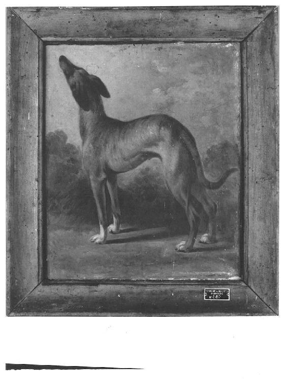 Studio di cane, cane (dipinto, opera isolata) di Levi Gioacchino (terzo quarto sec. XIX)