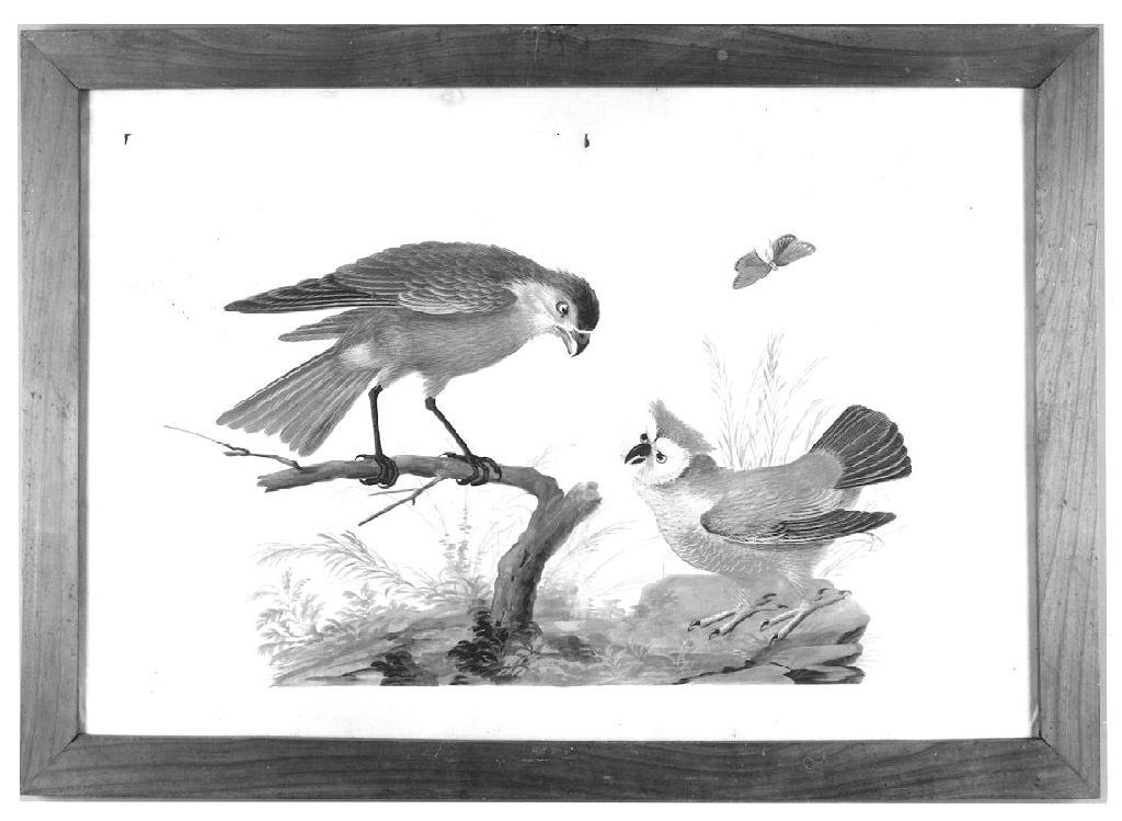 Volatili, uccelli (disegno, serie) - ambito parmense (?) (seconda metà sec. XIX)