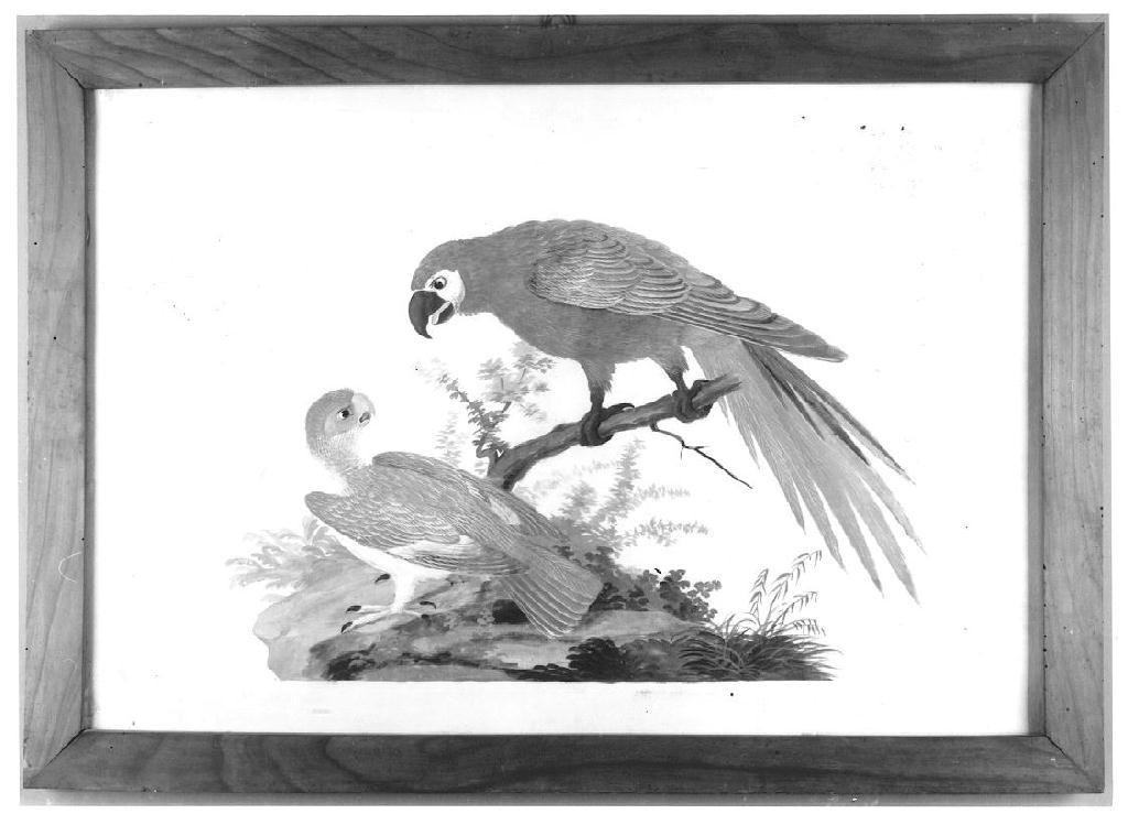 Volatili, uccelli (disegno, serie) - ambito parmense (?) (seconda metà sec. XIX)