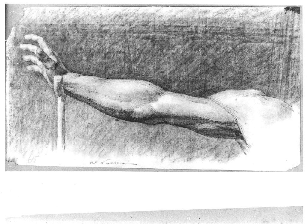 Studio anatomico di braccio, studio di braccio (disegno, opera isolata) di Levi Gioacchino (metà sec. XIX)