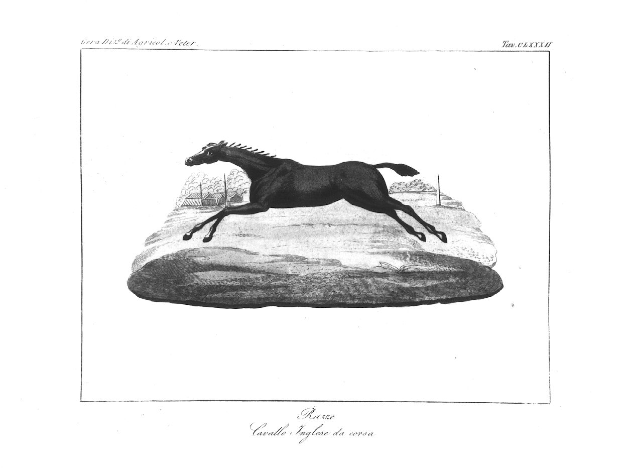 Cavallo al galoppo (stampa) - ambito italiano (sec. XIX)