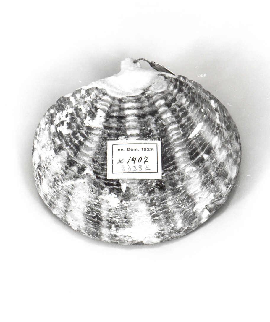 conchiglia di pellegrinaggio - ambito spagnolo (sec. XIX)