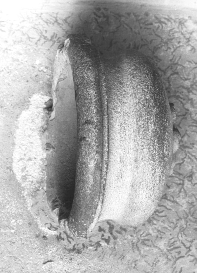 acquasantiera da parete - ambito Italia nord-orientale (seconda metà sec. XVIII)