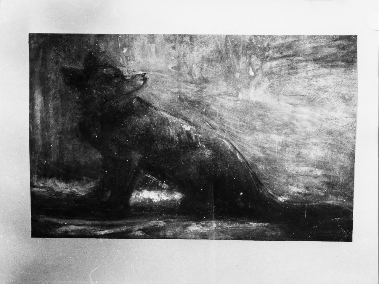 Volpe, animali (dipinto, opera isolata) di Trucco Manlio (sec. XX)