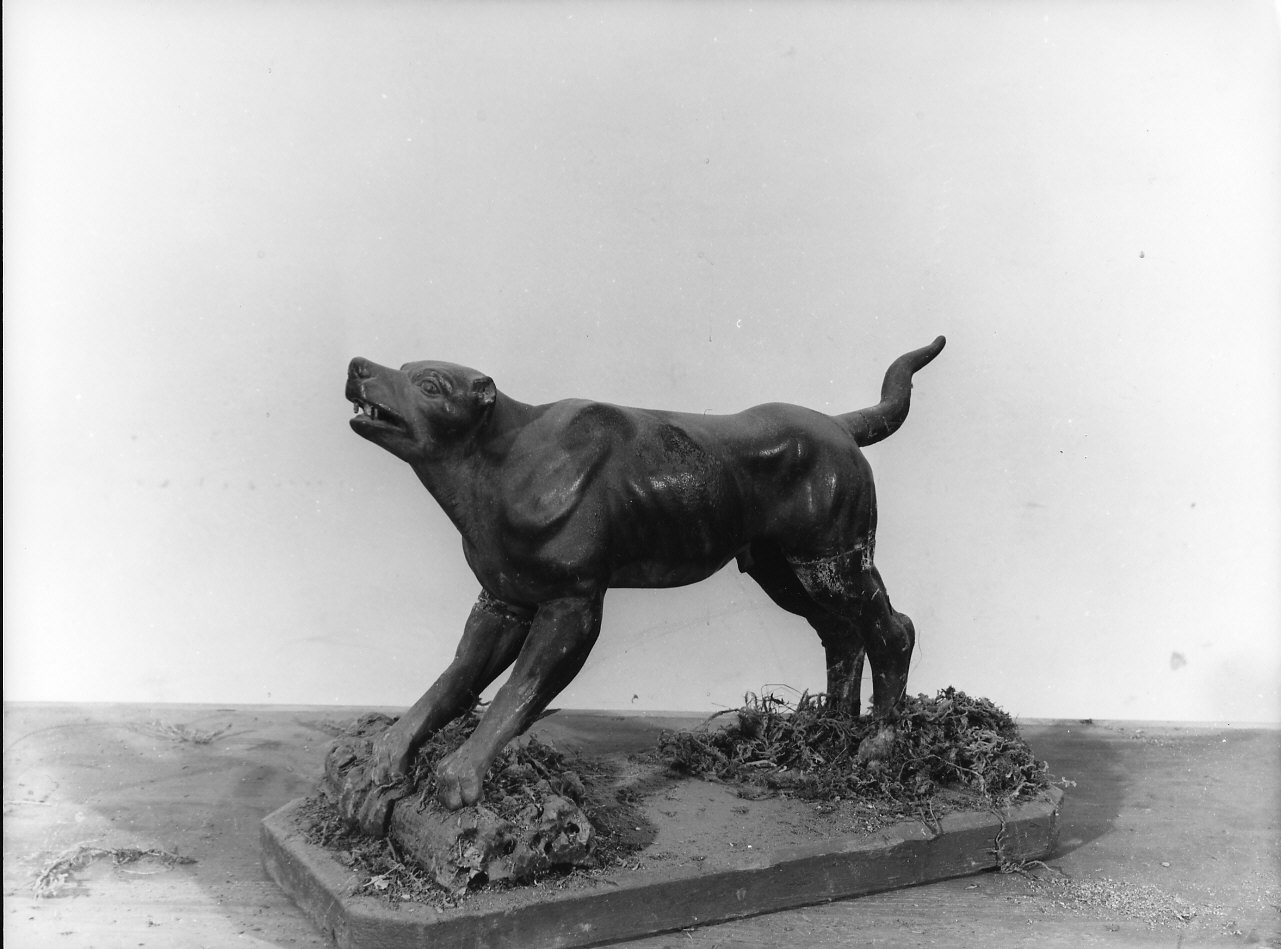 cane (statua da presepio, elemento d'insieme) di Pittaluga Gerolamo (prima metà sec. XVIII)