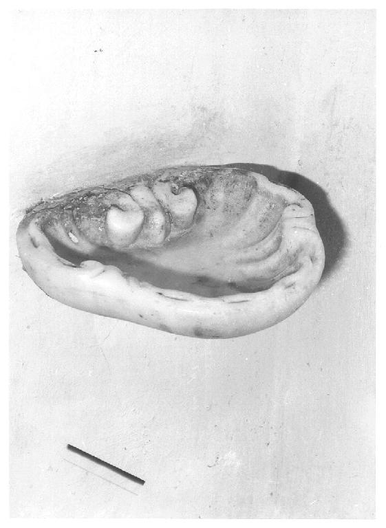 acquasantiera da parete, opera isolata - PRODUZIONE LIGURE (sec. XVIII)