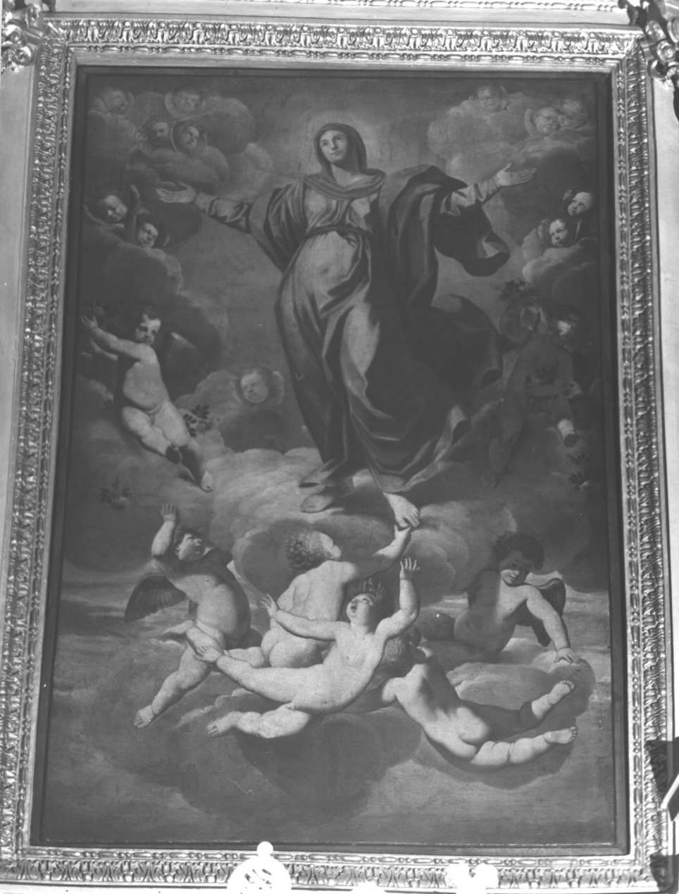 assunzione della Madonna (dipinto, opera isolata) di Fiasella Domenico detto Sarzana (bottega) (seconda metà sec. XVII)