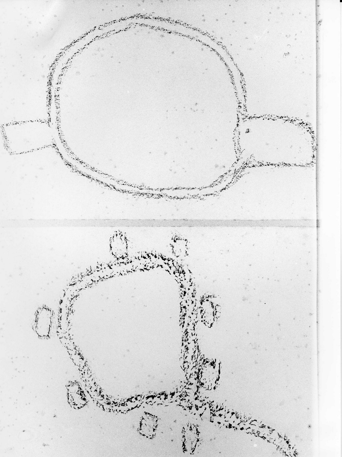 RECINTI (disegno) di Bicknell Clarence (attribuito) (secc. XIX/ XX)