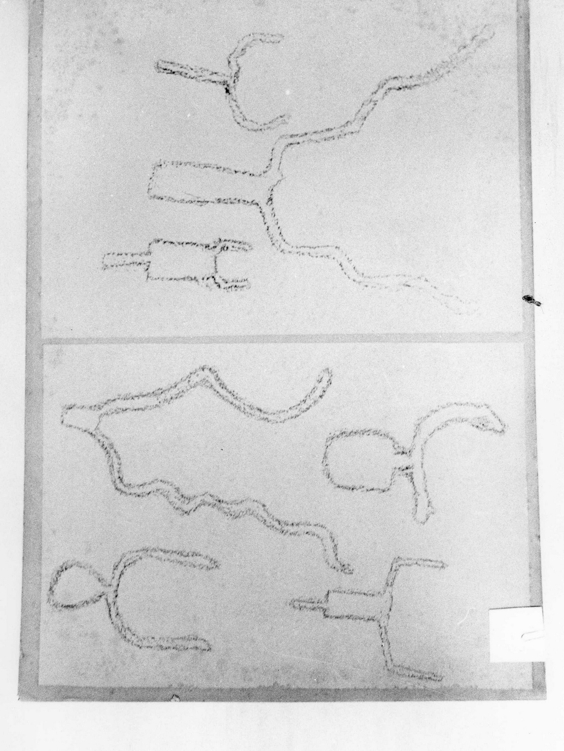 FIGURE ZOOMORFE (disegno) di Bicknell Clarence (attribuito) (secc. XIX/ XX)