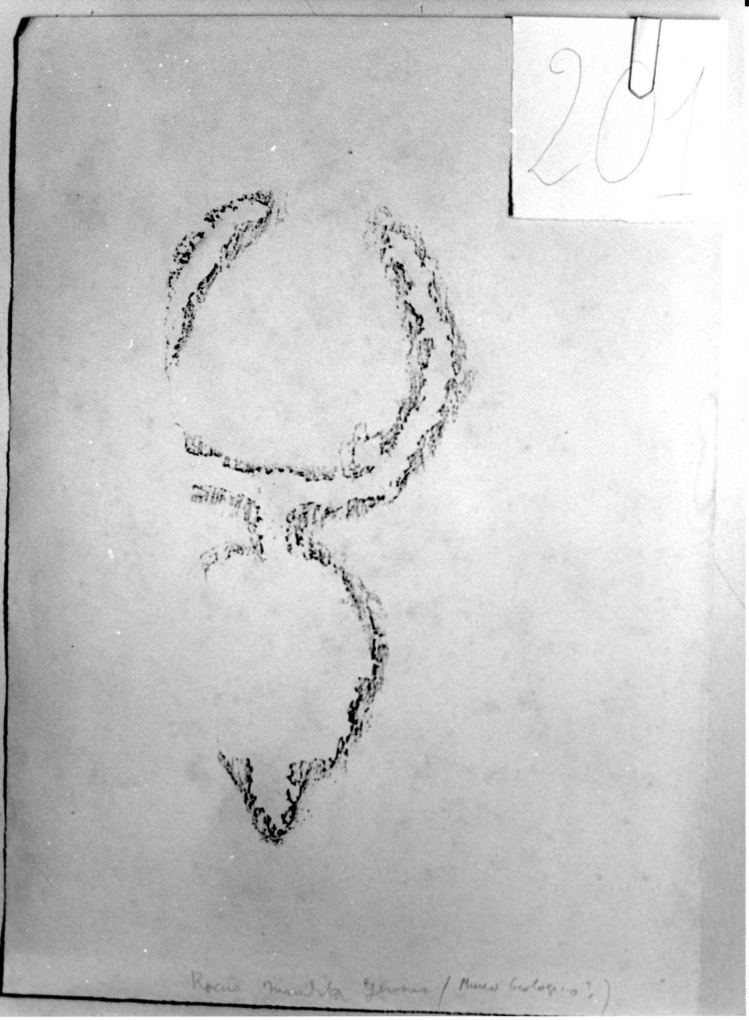 FIGURA ZOOMORFA (disegno) di Bicknell Clarence (attribuito) (inizio sec. XX)