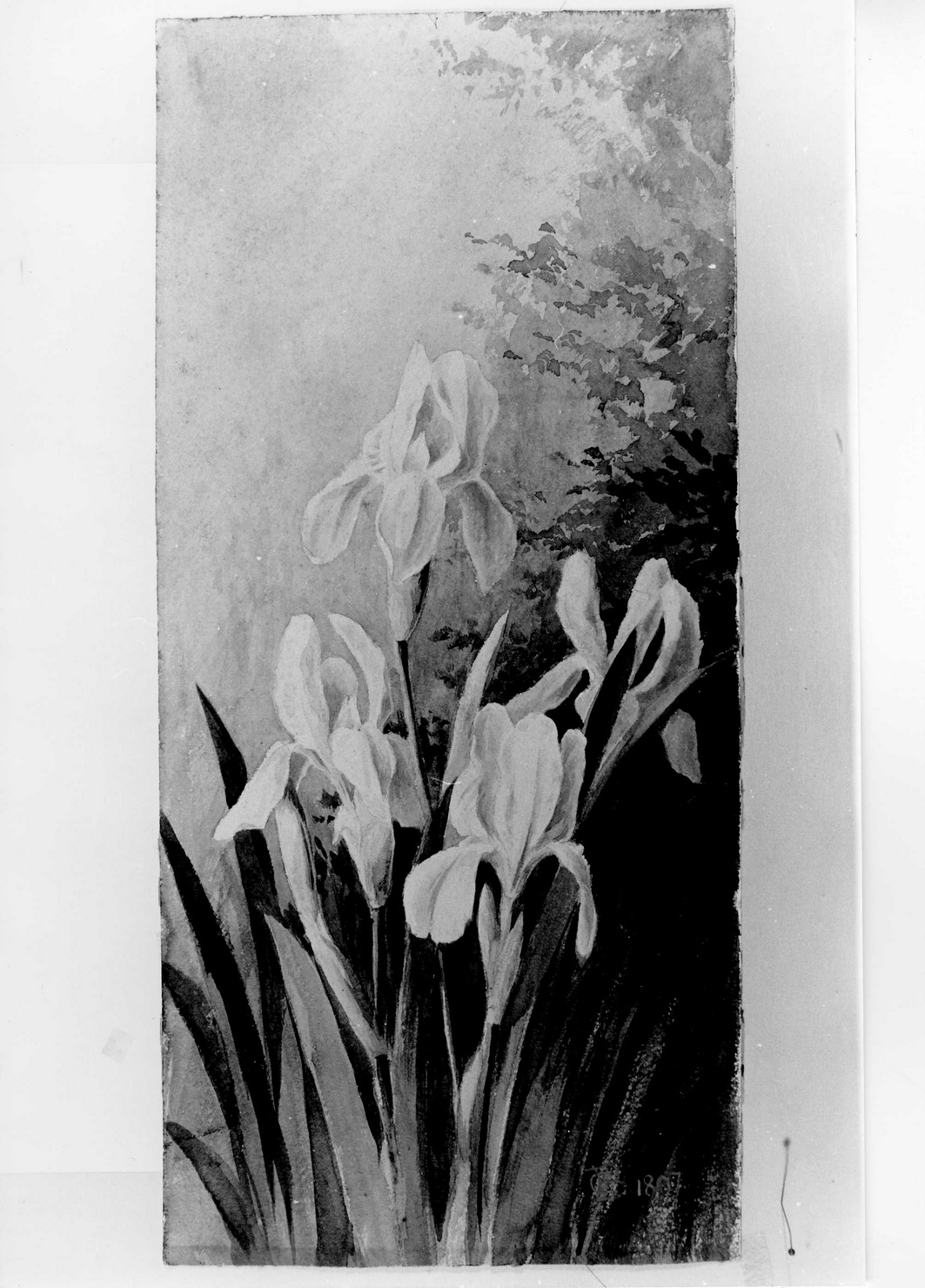 Iris, fiori (disegno, opera isolata) di Bicknell Clarence (sec. XIX)