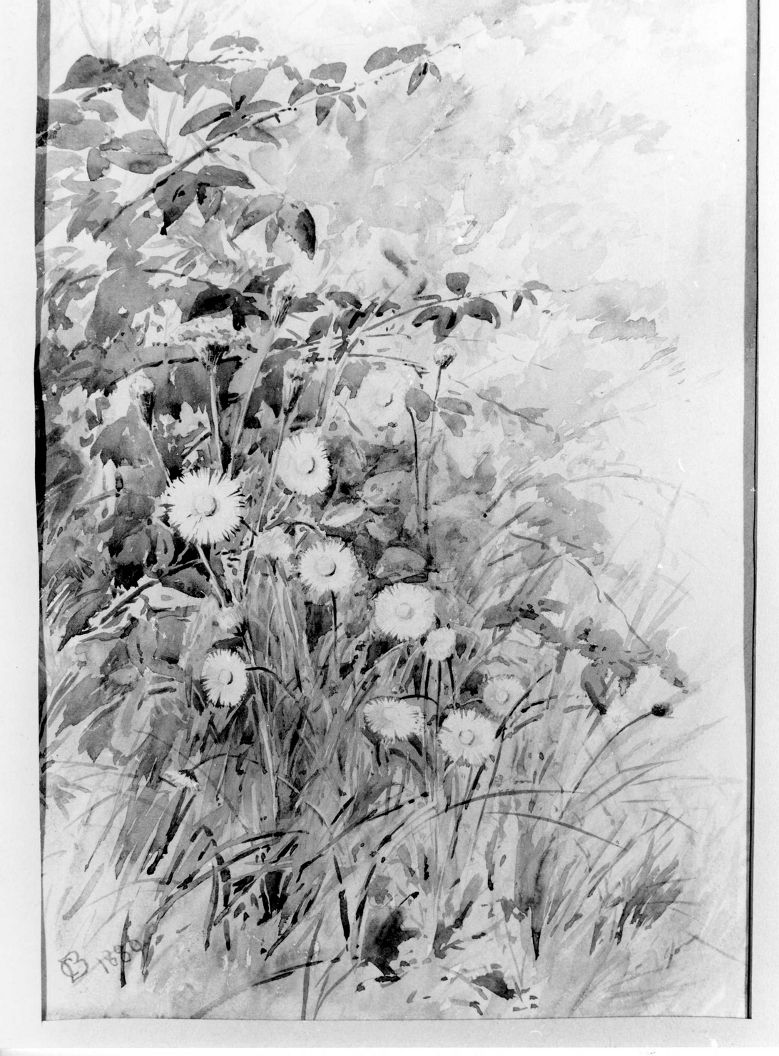 fiori (disegno, opera isolata) di Bicknell Clarence (sec. XIX)