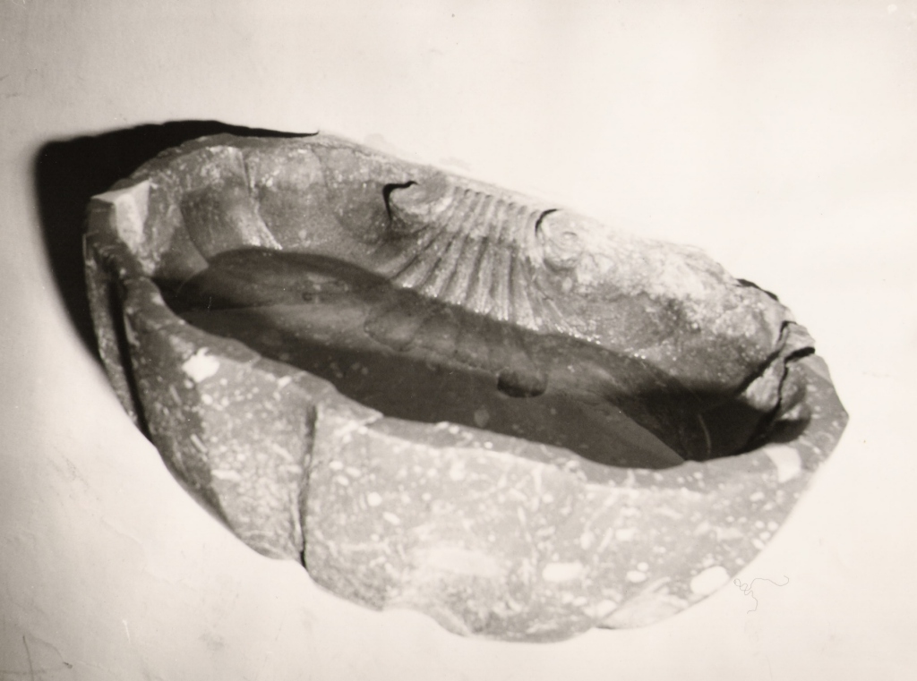 acquasantiera - a conchiglia - ambito reatino (fine/inizio secc. XVIII/ XIX)