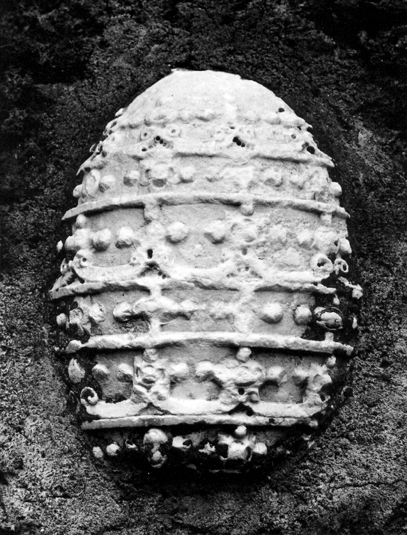 tiara (decorazione plastica, frammento) - ambito laziale (sec. XVI)