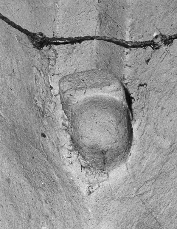 peduccio, frammento - ambito laziale (sec. XIV)