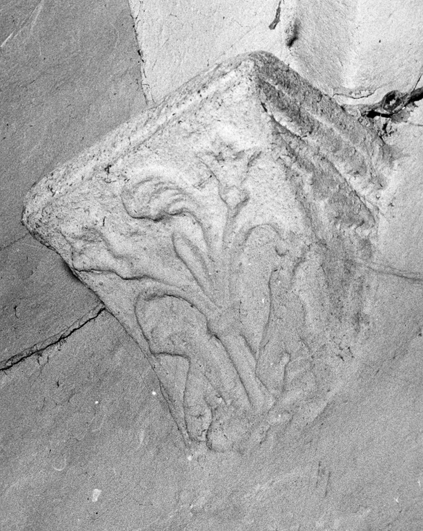 capitello - a gruccia, frammento - ambito umbro-laziale (sec. XI)