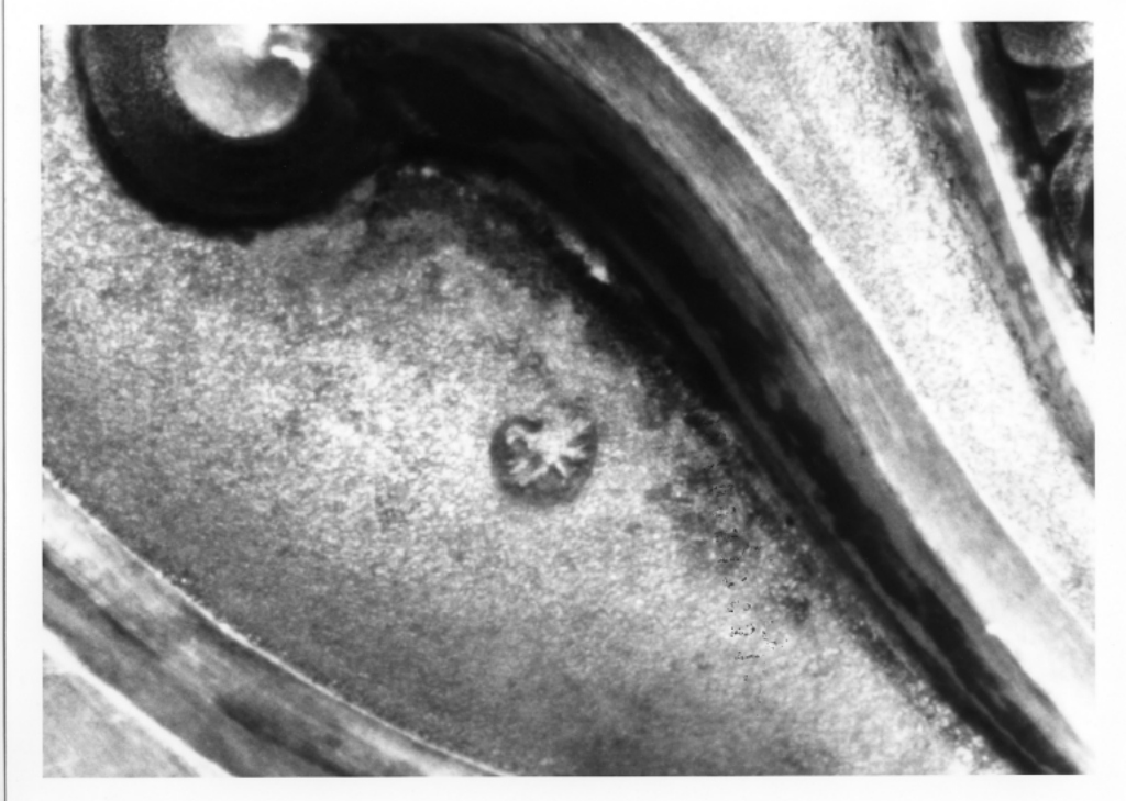 reliquiario - a ostensorio - manifattura romana (sec. XVIII)