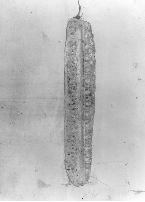 cornice, frammento - ambito laziale (fine/inizio secc. XII/ XIII)