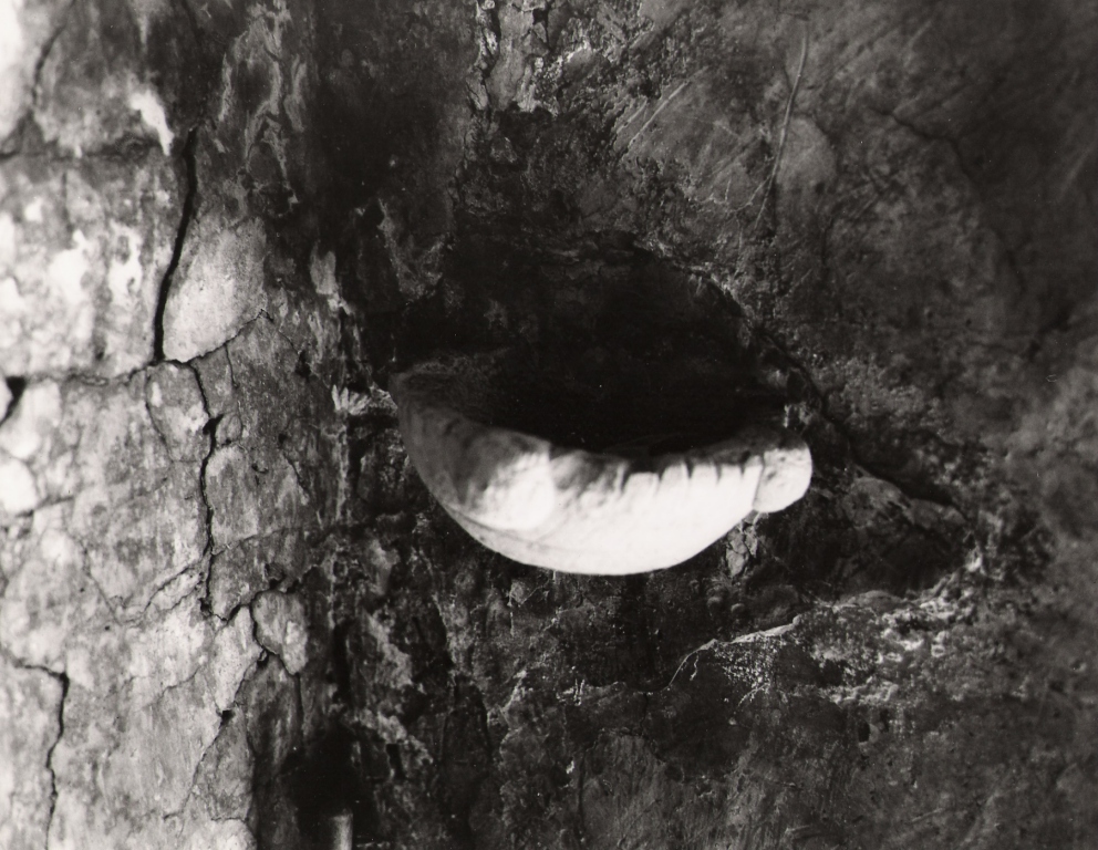 acquasantiera - ambito laziale (sec. XIX)