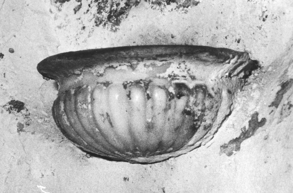 acquasantiera da parete - ambito romano (sec. XVIII)