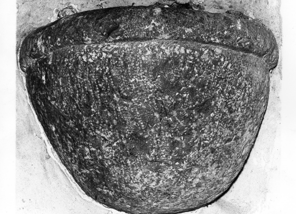 acquasantiera da parete, opera isolata - ambito laziale (secc. XI/ XII)