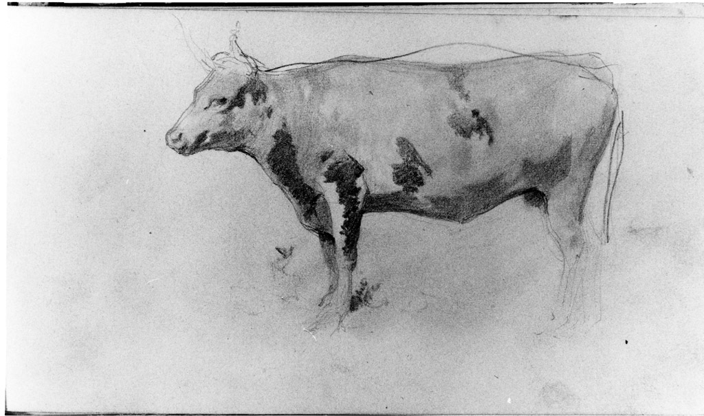 mucca (disegno) di Joris Pio (sec. XIX)