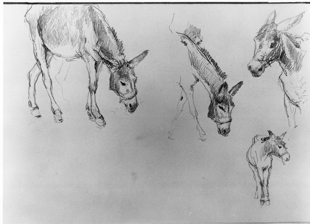 Quattro asini (disegno) di Joris Pio (secc. XIX/ XX)