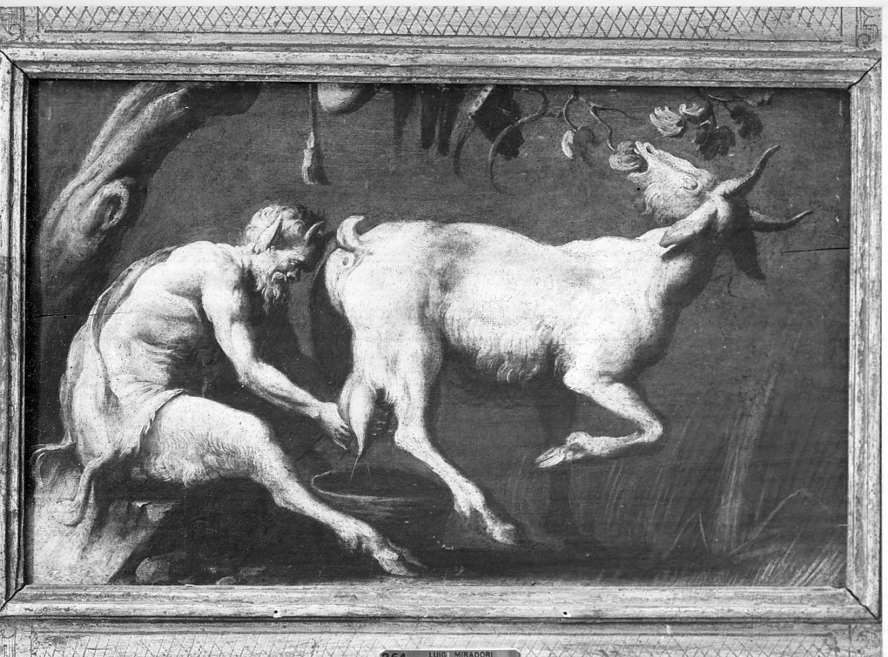 satiro che munge una capra (dipinto, opera isolata) di Miradori Luigi detto Genovesino (sec. XVII)