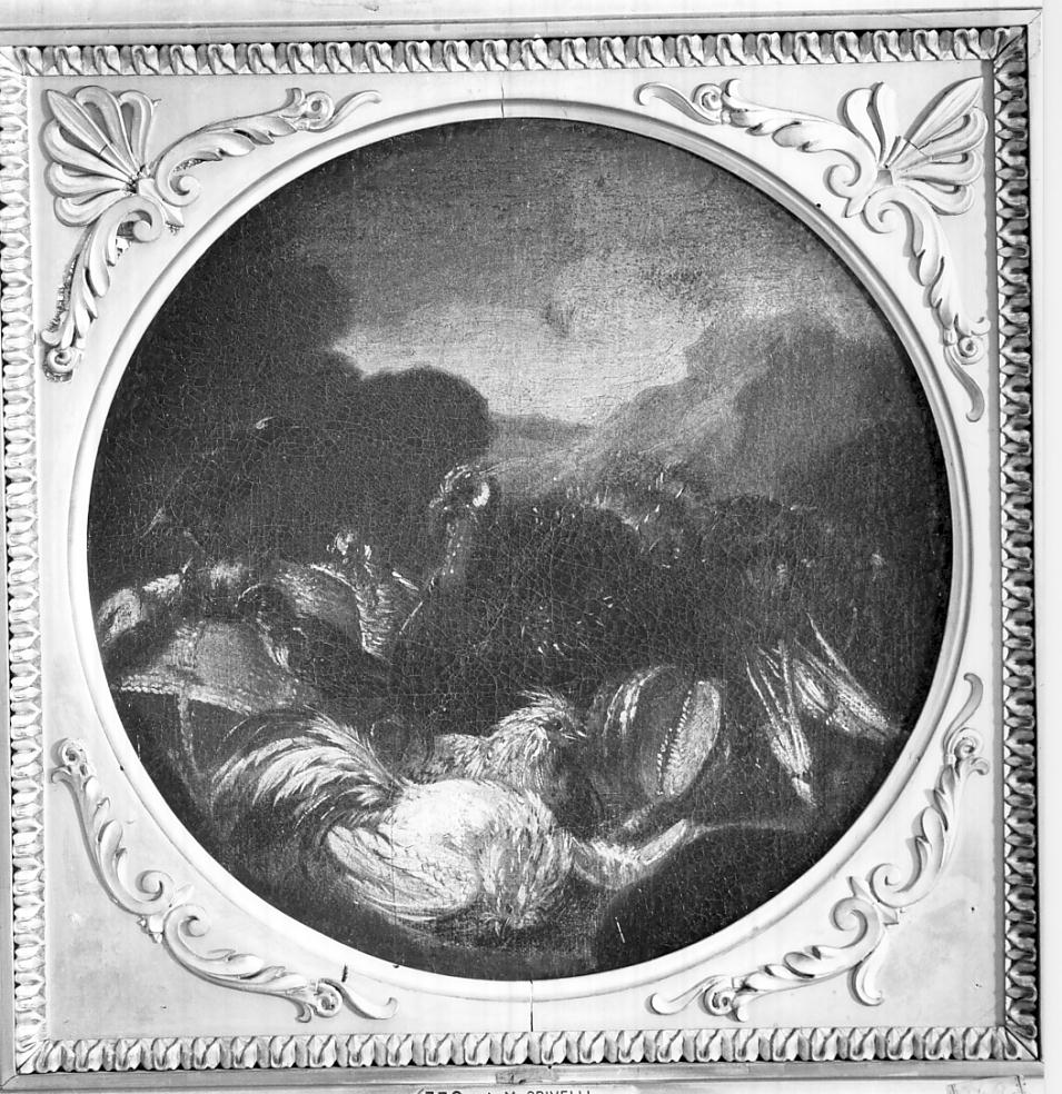 gallinacei (dipinto, opera isolata) di Crivelli Angelo Maria detto Crivellone (sec. XVIII)