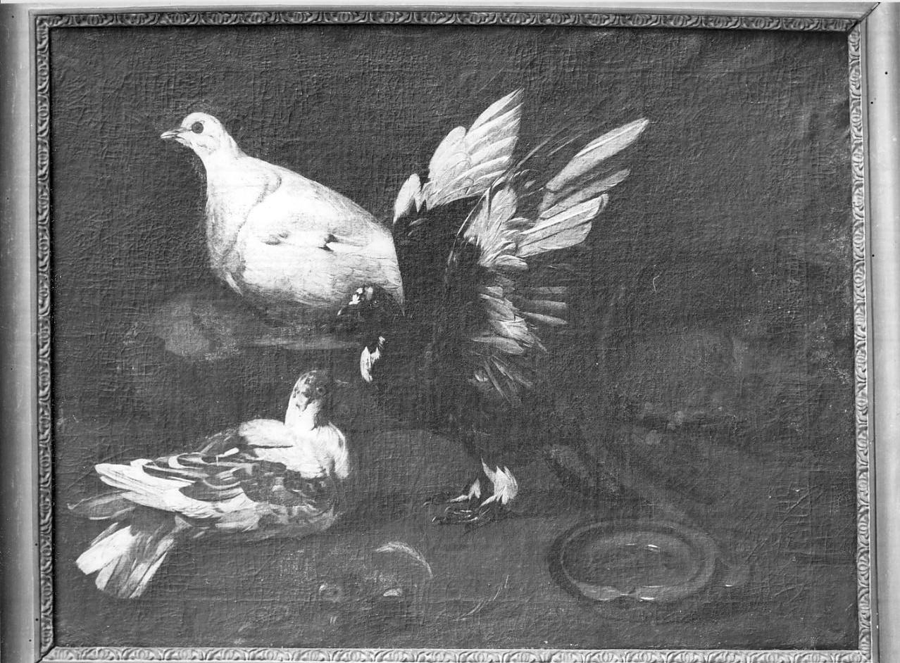 colombi (dipinto, opera isolata) di Porpora Paolo (sec. XVII)
