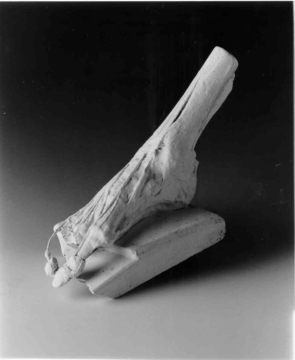 Anatomia di un piede umano (scultura, opera isolata) - ambito lombardo (ultimo quarto sec. XIX)