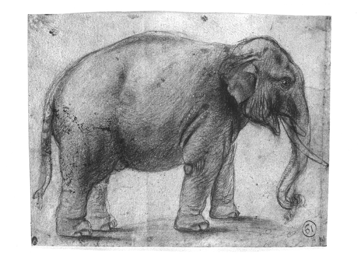 Elefante, elefante (disegno, opera isolata) di Appiani Andrea (fine/inizio secc. XVIII/ XIX)