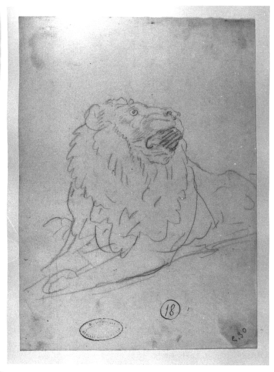 leone, leone/ testa di leone (disegno, opera isolata) di Appiani Andrea (inizio sec. XIX)