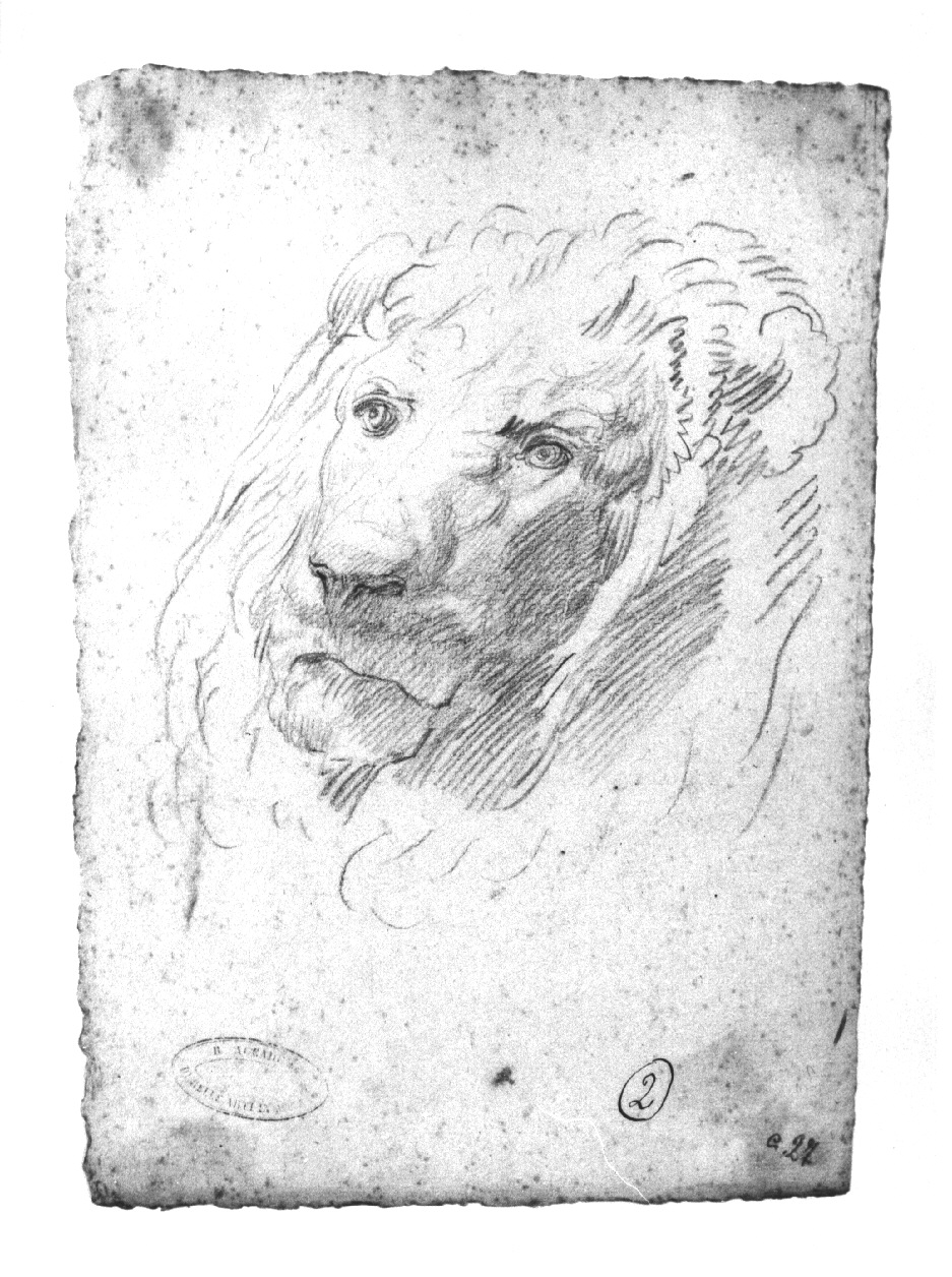 Teste di leone, leone (disegno, opera isolata) di Appiani Andrea (inizio sec. XIX)
