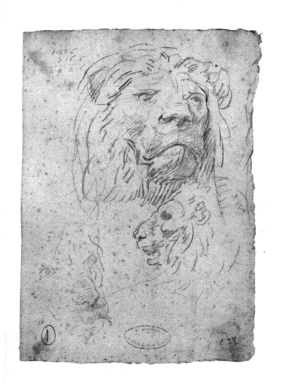 Teste di leone, leone (disegno, opera isolata) di Appiani Andrea (inizio sec. XIX)